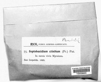 Image of Septobasidium crinitum